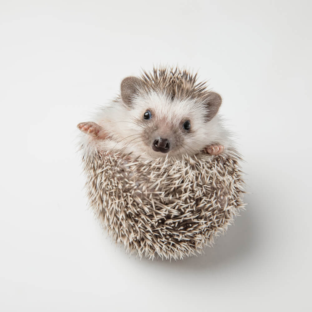 Adorable grey hedgehog with spike rests on back on white background