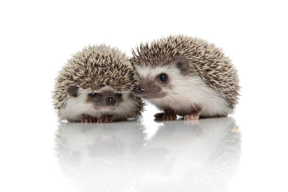 Couple of two african hedgehogs standing side by side