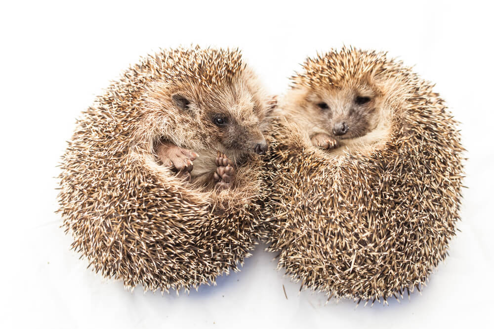 Cute funny Hedgehogs