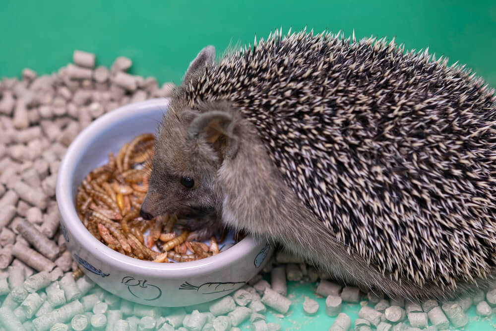 Decorative hedgehog eats dry food from bowl