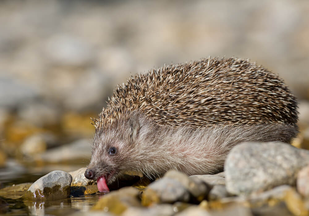 European hedgehog drinking water