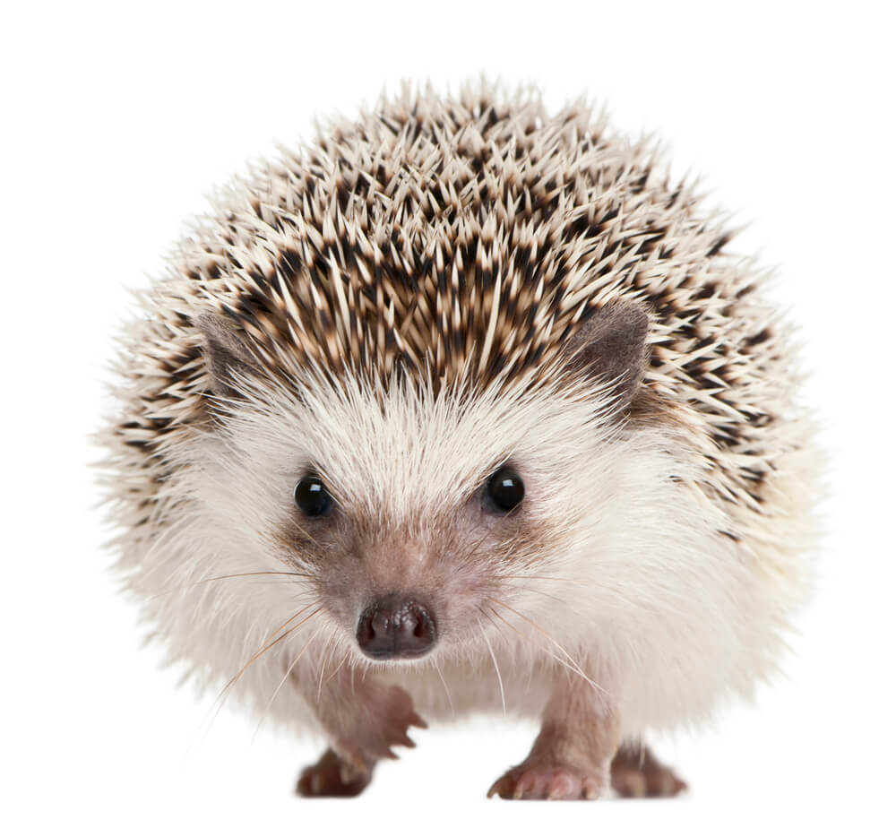 Four-toed Hedgehog, Atelerix albiventris, 2 years old