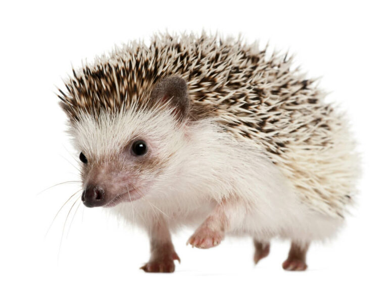 hedgehog-cage-requirements-what-to-put-in-a-hedgehog-house