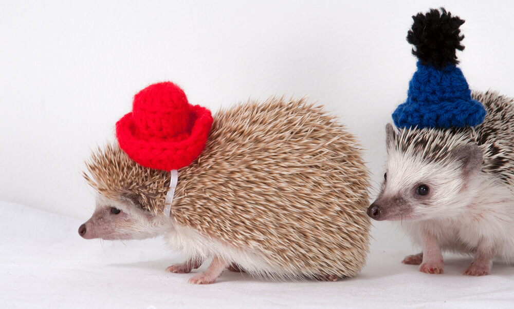 Friendly Hedgehogs in the hats