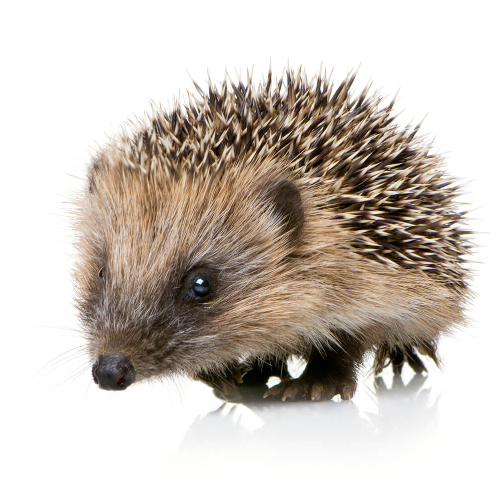 Hedgehog (1 mounths)