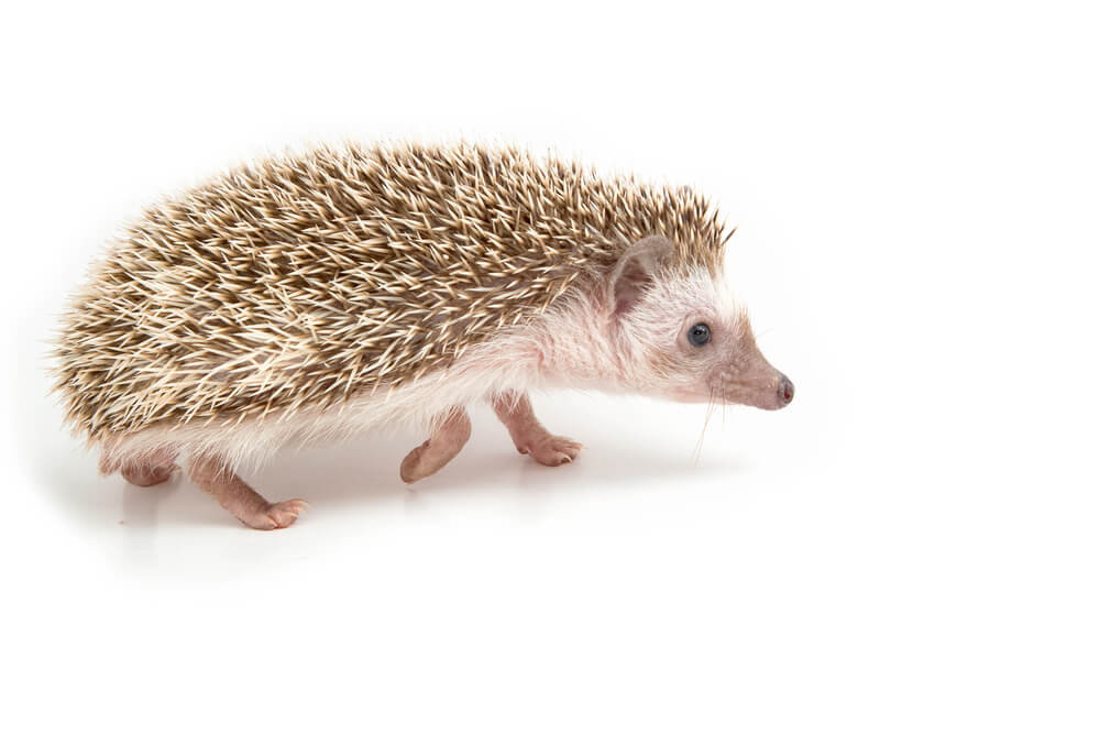 Hedgehog , African pygmy hedgehog on white background