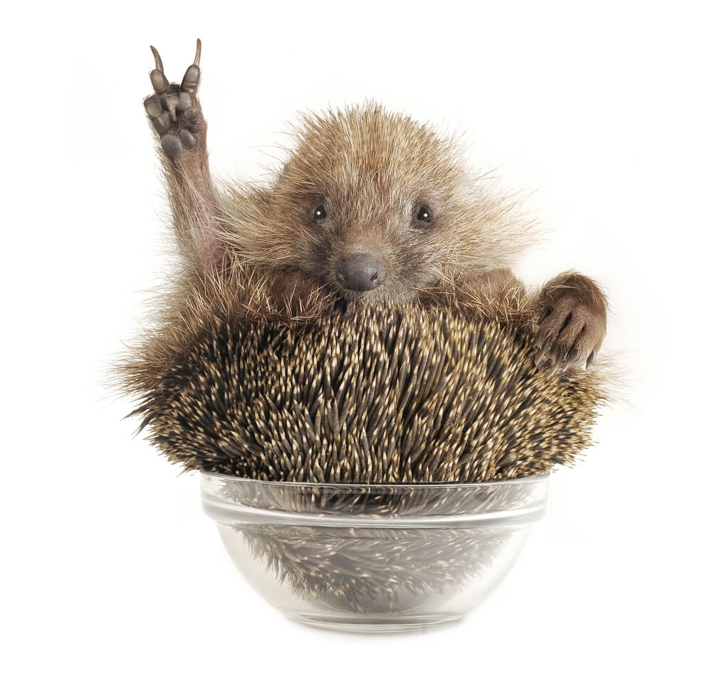 Hedgehog in a cup