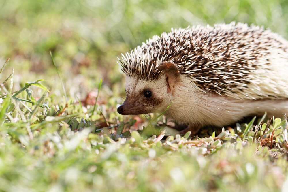 Hedgehog on green lawn in backyard