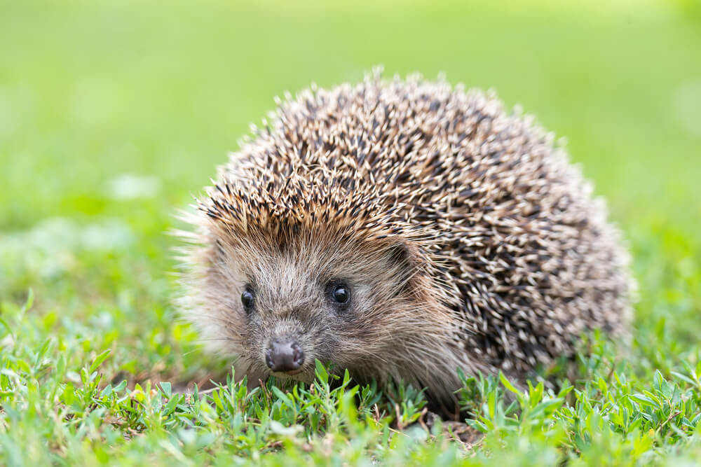 Hedgehog walking on green grass