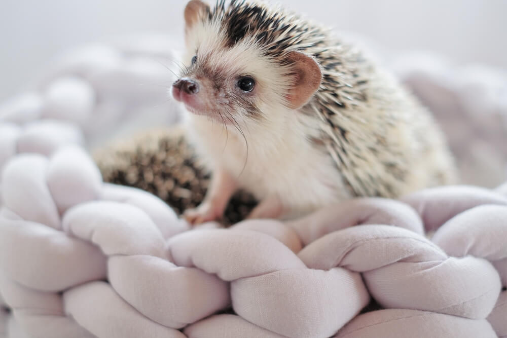 Hedgehog. african pygmy hedgehog in a gray wicker soft bed