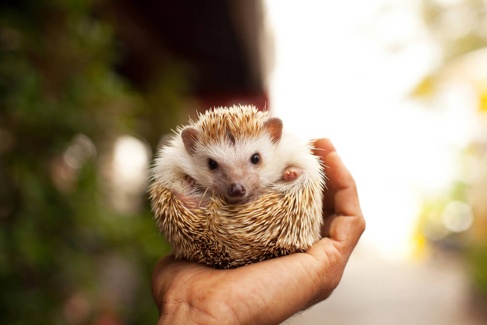 Little hedgehog in the palm