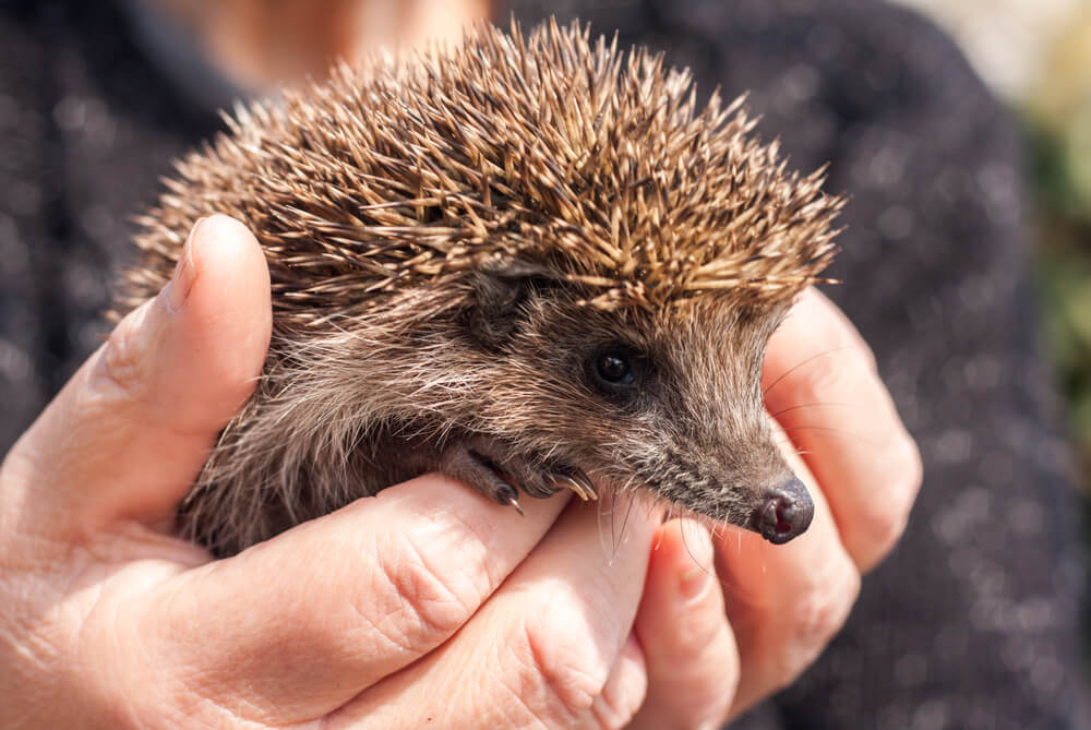 Small beautiful hedgehog in hands