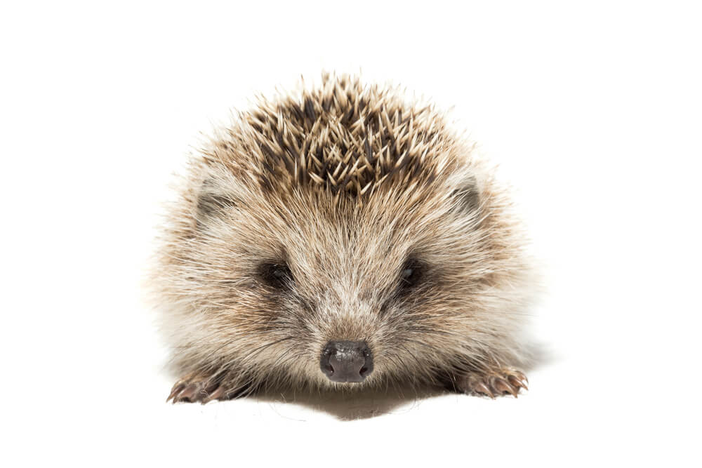 The photograph depicted a hedgehog on a white background