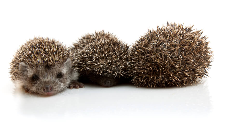 Three little hedgehogs