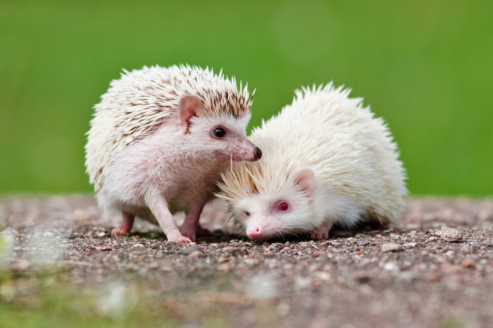 Two african hedgehogs outdoors