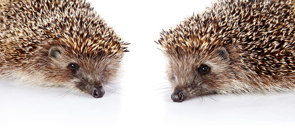 Two forest prickly hedgehogs on a white background