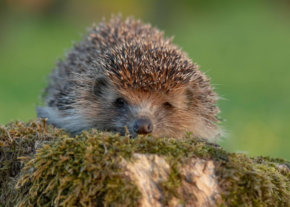 Young hedgehog in forest